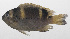  (Dischistodus fasciatus - PHI-384)  @11 [ ] CreativeCommons  Attribution Non-Commercial (by-nc) (2013) Unspecified Smithsonian Institution National Museum of Natural History