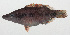  (Oxycheilinus celebicus - PHI-278)  @11 [ ] CreativeCommons  Attribution Non-Commercial (by-nc) (2013) Unspecified Smithsonian Institution National Museum of Natural History