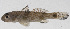  ( - PHI-287)  @11 [ ] CreativeCommons  Attribution Non-Commercial (by-nc) (2013) Unspecified Smithsonian Institution National Museum of Natural History