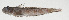  (Oxyurichthys auchenolepis - PHI-279)  @11 [ ] CreativeCommons  Attribution Non-Commercial (by-nc) (2013) Unspecified Smithsonian Institution National Museum of Natural History