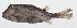  ( - PHI-274)  @11 [ ] CreativeCommons  Attribution Non-Commercial (by-nc) (2013) Unspecified Smithsonian Institution National Museum of Natural History