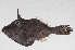  ( - PHI-275)  @11 [ ] CreativeCommons  Attribution Non-Commercial (by-nc) (2013) Unspecified Smithsonian Institution National Museum of Natural History