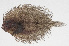  (Grammatobothus - PHI-247)  @11 [ ] CreativeCommons  Attribution Non-Commercial (by-nc) (2013) Unspecified Smithsonian Institution National Museum of Natural History