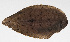  (Dexillus muelleri - PHI-253)  @11 [ ] CreativeCommons  Attribution Non-Commercial (by-nc) (2013) Unspecified Smithsonian Institution National Museum of Natural History