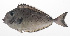  ( - PHI-140)  @11 [ ] CreativeCommons  Attribution Non-Commercial (by-nc) (2013) Unspecified Smithsonian Institution National Museum of Natural History