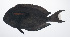  ( - PIL-020)  @11 [ ] CreativeCommons  Attribution Non-Commercial (by-nc) (2014) Unspecified Smithsonian Institution National Museum of Natural History