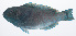  ( - PIL-039)  @11 [ ] CreativeCommons  Attribution Non-Commercial (by-nc) (2014) Unspecified Smithsonian Institution National Museum of Natural History