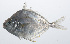  ( - PIL-049)  @11 [ ] CreativeCommons  Attribution Non-Commercial (by-nc) (2014) Unspecified Smithsonian Institution National Museum of Natural History