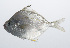  ( - PIL-050)  @11 [ ] CreativeCommons  Attribution Non-Commercial (by-nc) (2014) Unspecified Smithsonian Institution National Museum of Natural History