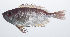  ( - PIL-052)  @11 [ ] CreativeCommons  Attribution Non-Commercial (by-nc) (2014) Unspecified Smithsonian Institution National Museum of Natural History
