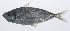  ( - PIL-074)  @11 [ ] CreativeCommons  Attribution Non-Commercial (by-nc) (2014) Unspecified Smithsonian Institution National Museum of Natural History
