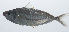  ( - PIL-076)  @11 [ ] CreativeCommons  Attribution Non-Commercial (by-nc) (2014) Unspecified Smithsonian Institution National Museum of Natural History
