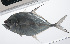  ( - PIL-090)  @11 [ ] CreativeCommons  Attribution Non-Commercial (by-nc) (2014) Unspecified Smithsonian Institution National Museum of Natural History