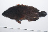  ( - PIL-113)  @11 [ ] CreativeCommons  Attribution Non-Commercial (by-nc) (2014) Unspecified Smithsonian Institution National Museum of Natural History