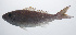  ( - PIL-115)  @11 [ ] CreativeCommons  Attribution Non-Commercial (by-nc) (2014) Unspecified Smithsonian Institution National Museum of Natural History