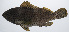  ( - PIL-123)  @11 [ ] CreativeCommons  Attribution Non-Commercial (by-nc) (2014) Unspecified Smithsonian Institution National Museum of Natural History
