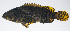  (Epinephelus lanceolatus - PIL-127)  @11 [ ] CreativeCommons  Attribution Non-Commercial (by-nc) (2014) Unspecified Smithsonian Institution National Museum of Natural History