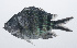  ( - PIL-128)  @11 [ ] CreativeCommons  Attribution Non-Commercial (by-nc) (2014) Unspecified Smithsonian Institution National Museum of Natural History