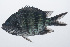  ( - PIL-130)  @11 [ ] CreativeCommons  Attribution Non-Commercial (by-nc) (2014) Unspecified Smithsonian Institution National Museum of Natural History