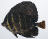  ( - PIL-133)  @11 [ ] CreativeCommons  Attribution Non-Commercial (by-nc) (2014) Unspecified Smithsonian Institution National Museum of Natural History