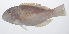  (Choerodon robustus - PIL-141)  @11 [ ] CreativeCommons  Attribution Non-Commercial (by-nc) (2014) Unspecified Smithsonian Institution National Museum of Natural History