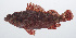  ( - PIL-198)  @11 [ ] CreativeCommons  Attribution Non-Commercial (by-nc) (2014) Unspecified Smithsonian Institution National Museum of Natural History