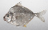  ( - PHIL-052)  @11 [ ] CreativeCommons  Attribution Non-Commercial (by-nc) (2015) Unspecified Smithsonian Institution National Museum of Natural History