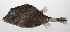  (Tetrosomus reipublicae - PHIL-218)  @11 [ ] CreativeCommons  Attribution Non-Commercial (by-nc) (2015) Unspecified Smithsonian Institution National Museum of Natural History