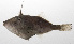  (Thamnaconus hypargyreus - PHIL-392)  @11 [ ] CreativeCommons  Attribution Non-Commercial (by-nc) (2015) Unspecified Smithsonian Institution National Museum of Natural History