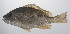  ( - PHISH-310)  @11 [ ] CreativeCommons  Attribution Non-Commercial (by-nc) (2016) Unspecified Smithsonian Institution National Museum of Natural History