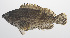  ( - PHISH-361)  @11 [ ] CreativeCommons  Attribution Non-Commercial (by-nc) (2016) Unspecified Smithsonian Institution National Museum of Natural History