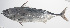  ( - PHISH-367)  @11 [ ] CreativeCommons  Attribution Non-Commercial (by-nc) (2016) Unspecified Smithsonian Institution National Museum of Natural History