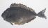  ( - PHISH-381)  @11 [ ] CreativeCommons  Attribution Non-Commercial (by-nc) (2016) Unspecified Smithsonian Institution National Museum of Natural History