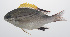  ( - PHISH-389)  @11 [ ] CreativeCommons  Attribution Non-Commercial (by-nc) (2016) Unspecified Smithsonian Institution National Museum of Natural History