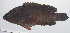  ( - PHISH-392)  @11 [ ] CreativeCommons  Attribution Non-Commercial (by-nc) (2016) Unspecified Smithsonian Institution National Museum of Natural History