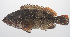  ( - PHISH-443)  @11 [ ] CreativeCommons  Attribution Non-Commercial (by-nc) (2016) Unspecified Smithsonian Institution National Museum of Natural History