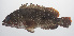  ( - PHISH-446)  @11 [ ] CreativeCommons  Attribution Non-Commercial (by-nc) (2016) Unspecified Smithsonian Institution National Museum of Natural History