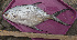  ( - PHISH-457)  @11 [ ] CreativeCommons  Attribution Non-Commercial (by-nc) (2016) Unspecified Smithsonian Institution National Museum of Natural History