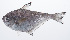  ( - PHISH-491)  @11 [ ] CreativeCommons  Attribution Non-Commercial (by-nc) (2016) Unspecified Smithsonian Institution National Museum of Natural History