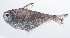  ( - PHISH-493)  @11 [ ] CreativeCommons  Attribution Non-Commercial (by-nc) (2016) Unspecified Smithsonian Institution National Museum of Natural History