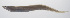  (Bathycongrus sp - PHISH-509)  @11 [ ] CreativeCommons  Attribution Non-Commercial (by-nc) (2016) Unspecified Smithsonian Institution National Museum of Natural History