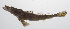  (Suggrundus macracanthus - PHISH-523)  @11 [ ] CreativeCommons  Attribution Non-Commercial (by-nc) (2016) Unspecified Smithsonian Institution National Museum of Natural History