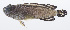  (Opistognathus evermanni - PHISH-536)  @11 [ ] CreativeCommons  Attribution Non-Commercial (by-nc) (2016) Unspecified Smithsonian Institution National Museum of Natural History