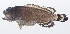  ( - PHISH-538)  @11 [ ] CreativeCommons  Attribution Non-Commercial (by-nc) (2016) Unspecified Smithsonian Institution National Museum of Natural History
