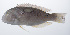  ( - PHISH-554)  @11 [ ] CreativeCommons  Attribution Non-Commercial (by-nc) (2016) Unspecified Smithsonian Institution National Museum of Natural History