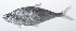  ( - PHISH-560)  @11 [ ] CreativeCommons  Attribution Non-Commercial (by-nc) (2016) Unspecified Smithsonian Institution National Museum of Natural History