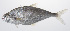  ( - PHISH-562)  @11 [ ] CreativeCommons  Attribution Non-Commercial (by-nc) (2016) Unspecified Smithsonian Institution National Museum of Natural History