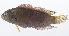  ( - PHISH-577)  @11 [ ] CreativeCommons  Attribution Non-Commercial (by-nc) (2016) Unspecified Smithsonian Institution National Museum of Natural History