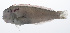  ( - PHISH-581)  @11 [ ] CreativeCommons  Attribution Non-Commercial (by-nc) (2016) Unspecified Smithsonian Institution National Museum of Natural History