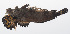  ( - PHISH-586)  @11 [ ] CreativeCommons  Attribution Non-Commercial (by-nc) (2016) Unspecified Smithsonian Institution National Museum of Natural History